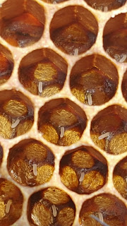Honey comb with eggs wax cells with honey bee eggs
