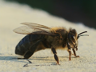 honey bee