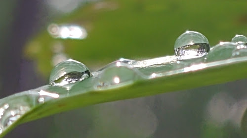 water droplets on a leaf
