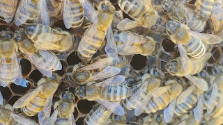 queen bee on a frame of bees