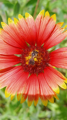 Native bee on gaillardia
