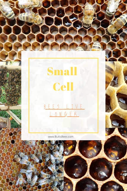 multiple picture of honey bees