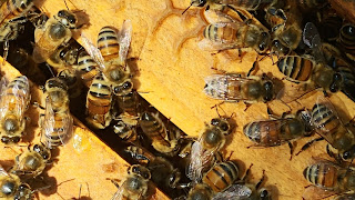 Honey bees in the hive