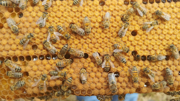 Frame of capped brood